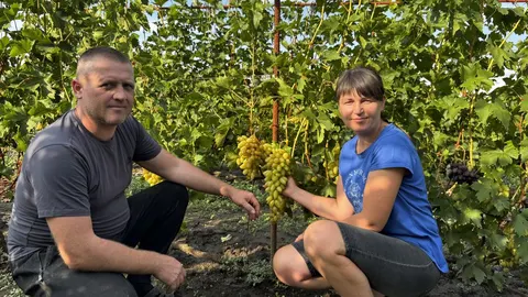 Виноградник як підтримка мрії: історія дружини військового з Вінниччини