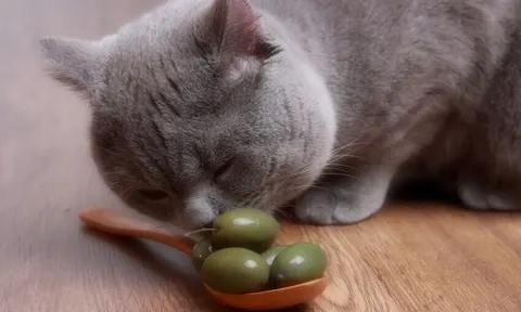 Чому коти люблять оливки: пояснення ветеринарки