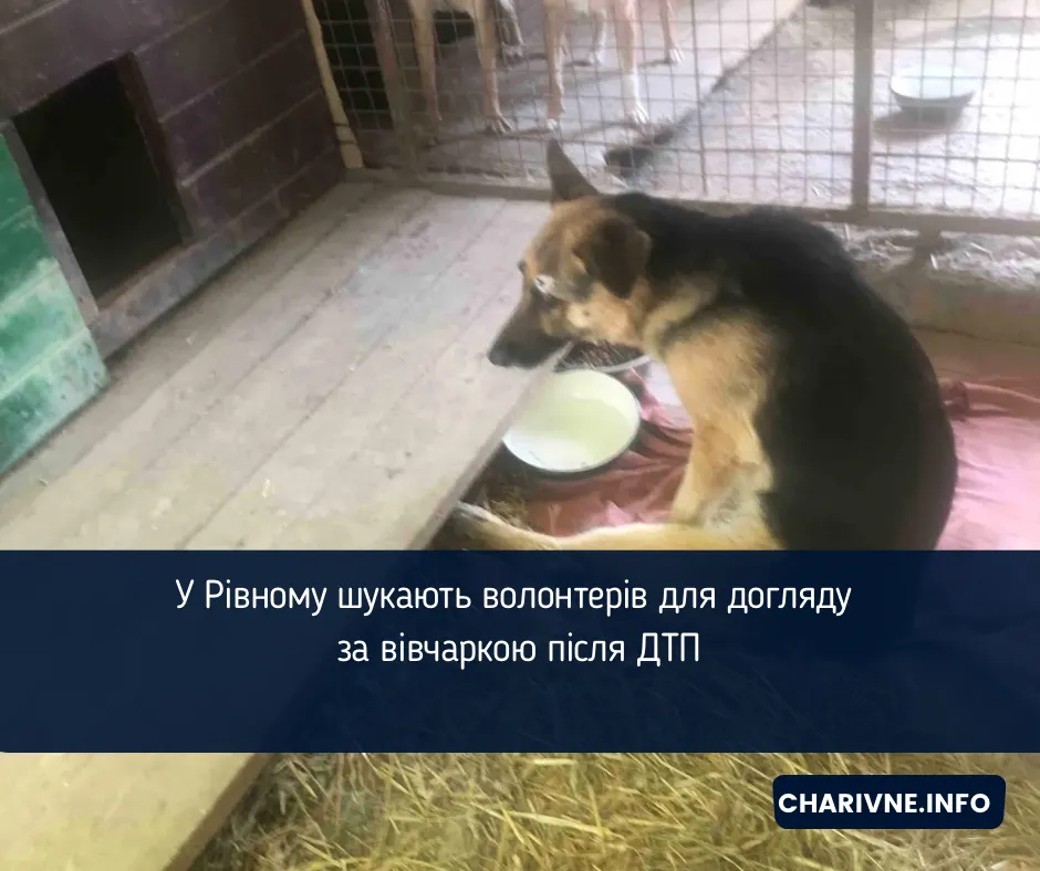 У Рівному шукають волонтерів для догляду за вівчаркою після ДТП