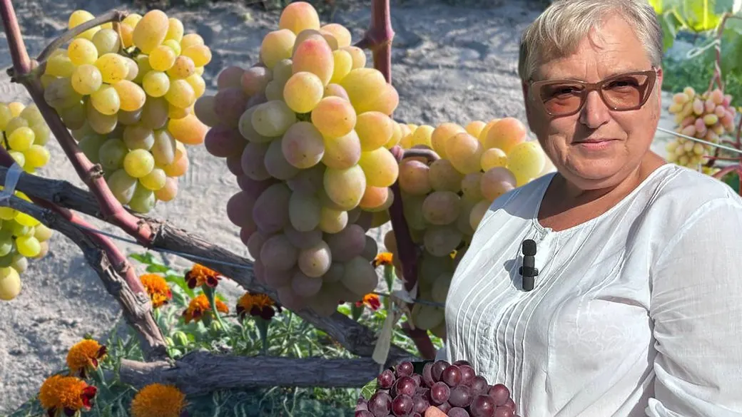62 сорти винограду на шести сотках: історія виноградарки з Малина