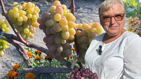62 сорти винограду на шести сотках: історія виноградарки з Малина