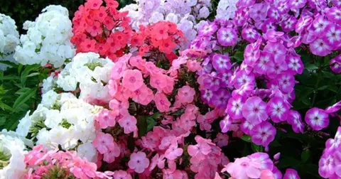 Флокси у серпні: як продовжити цвітіння до жовтня
