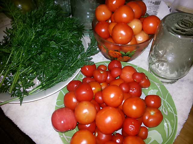 pomidory-botva